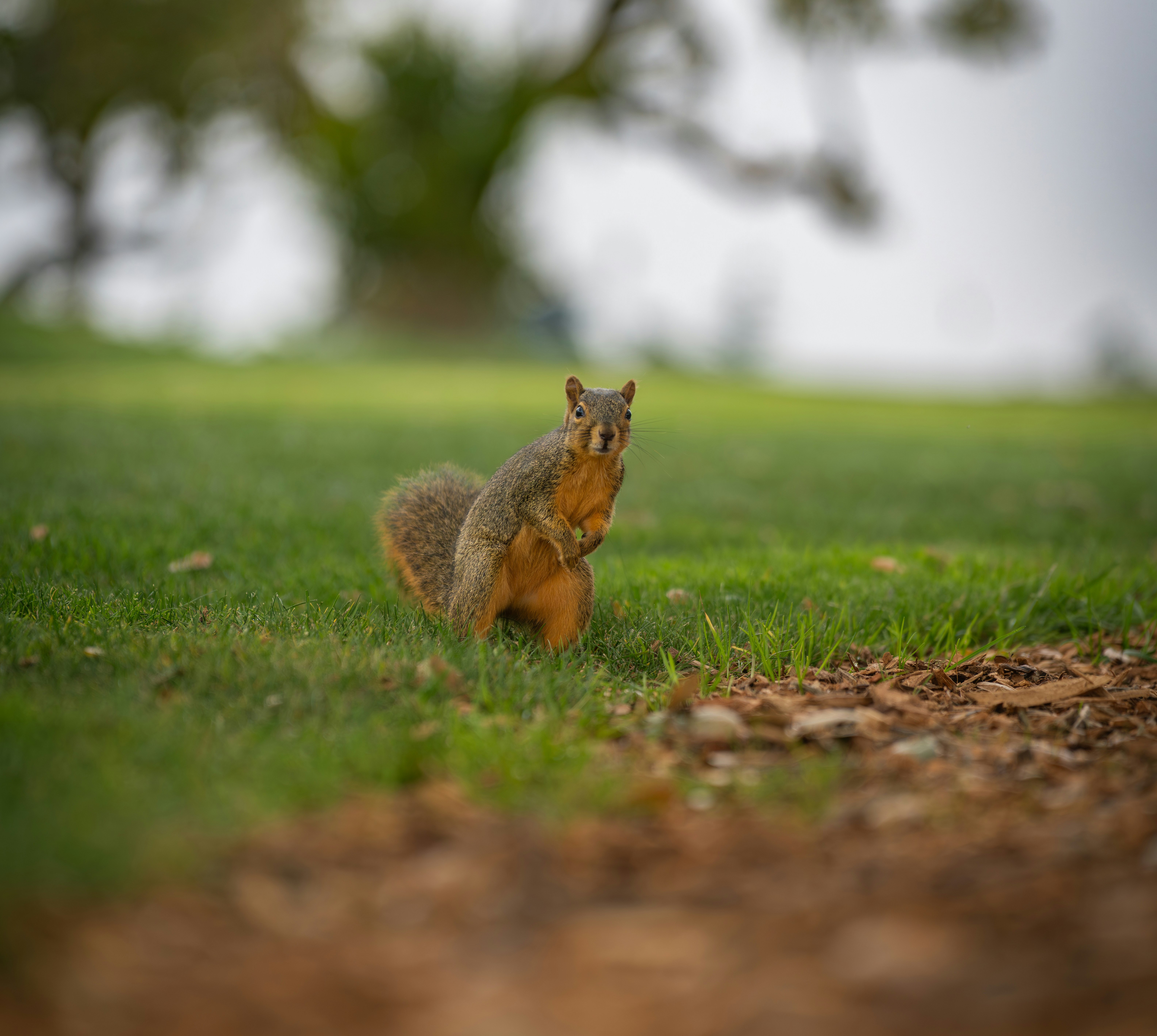 a picture of a squarel